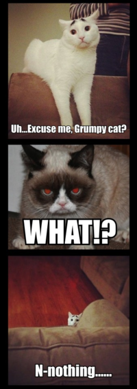 Eyebrow Cat
