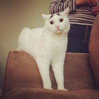 Eyebrow Cat