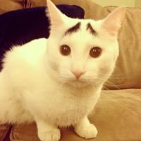 Eyebrow Cat