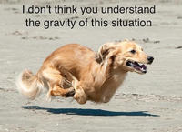 Dogs