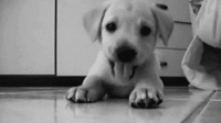 Dogs