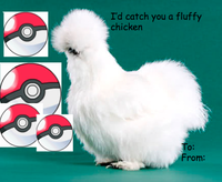 Peyton's Fluffy Chicken