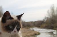 Grumpy Cat