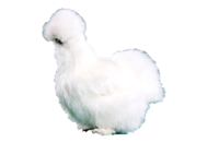 Peyton's Fluffy Chicken