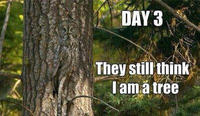 Day X