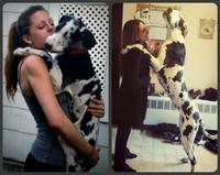 Dogs