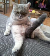 Cats
