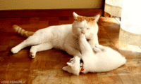 Cats