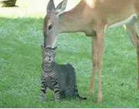Cats