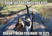 Actual Advice Mallard