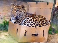 If It Fits I Sits