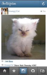 Grumpy Cat