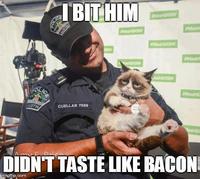 Grumpy Cat