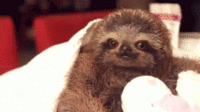 Sloths