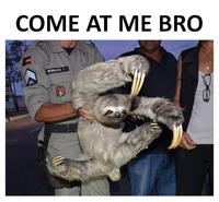 Sloths