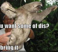 Sloths