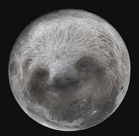 Sloths