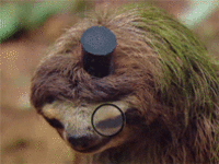 Sloths