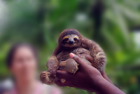 Sloths
