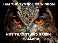 Actual Advice Mallard