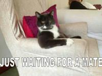 Just Waiting For A Mate