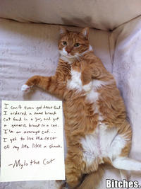 Mylo the Cat