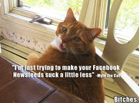 Mylo the Cat