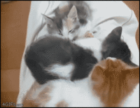 Cats