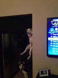 Dogs