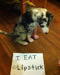 Dogshaming