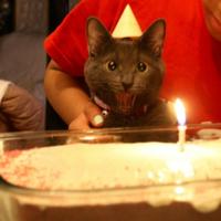 Cats