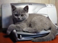 Cats