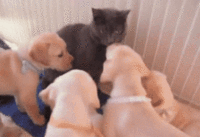Cute Animals