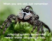 Cute Animals