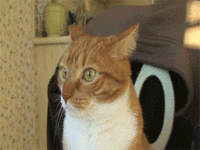 Mylo the Cat