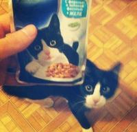 Cats