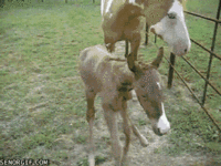 Cute Animals