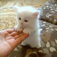 Cats