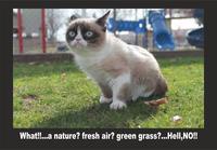 Grumpy Cat
