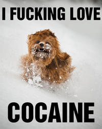 I Fucking Love Cocaine / Cocaine Bear