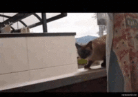 Grumpy Cat