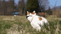 Cats