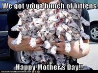 Cats