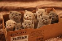 Cats