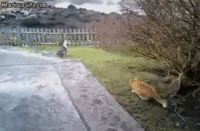 Cats