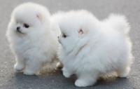 Cute Animals
