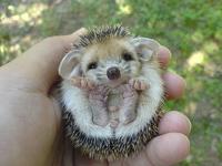 Cute Animals