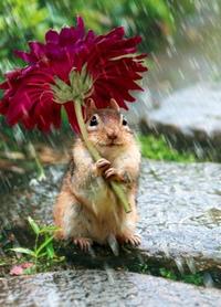 Cute Animals