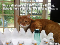 Mylo the Cat