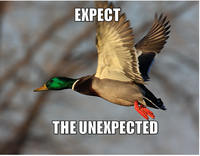 Actual Advice Mallard